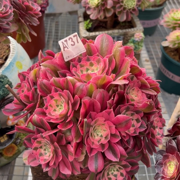 粉女巫22厘米737