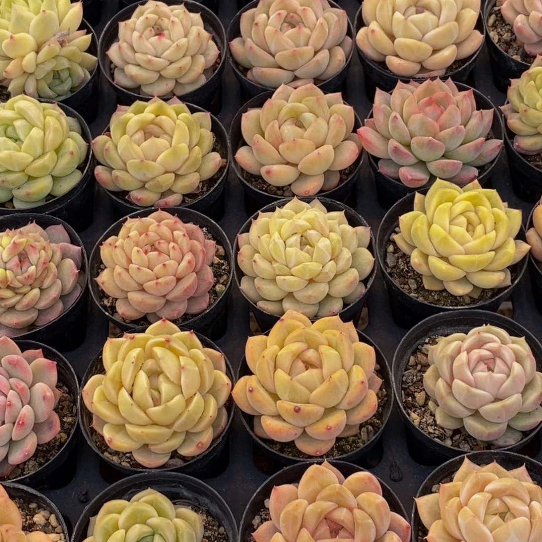 辛****宇860的人生态度是一种