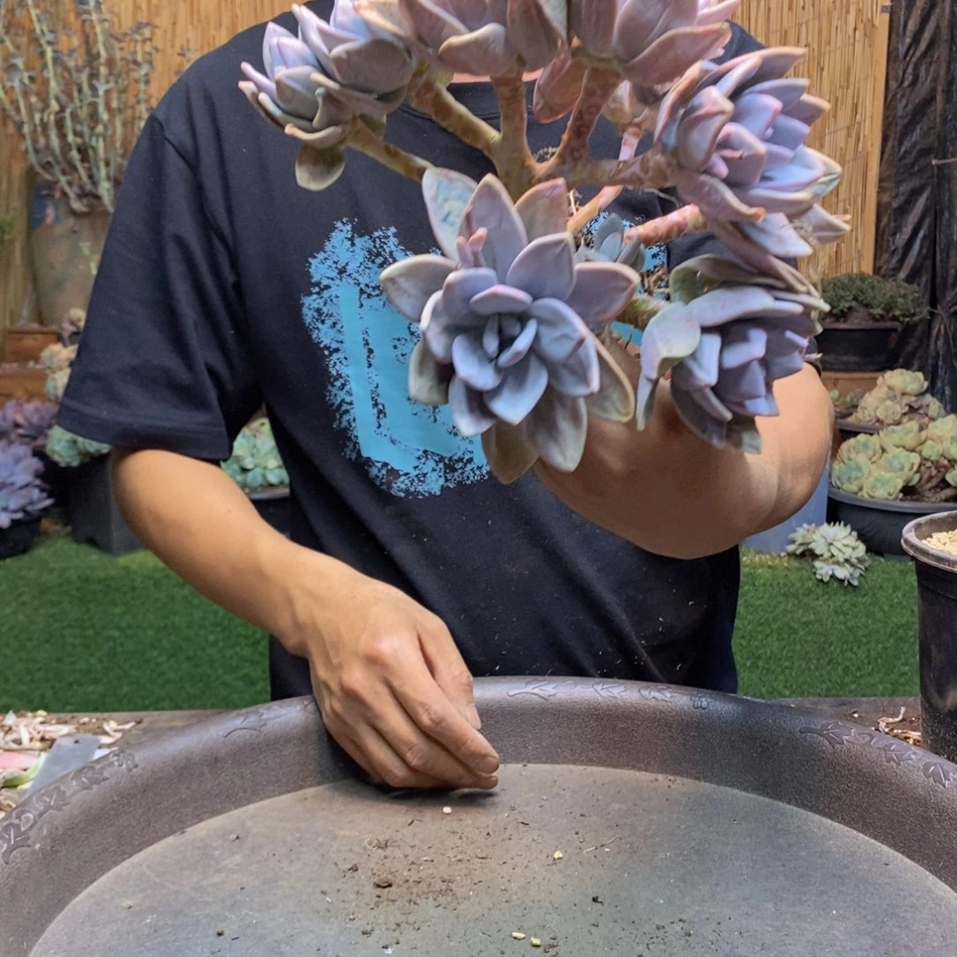 大*.232 号粉兔多肉