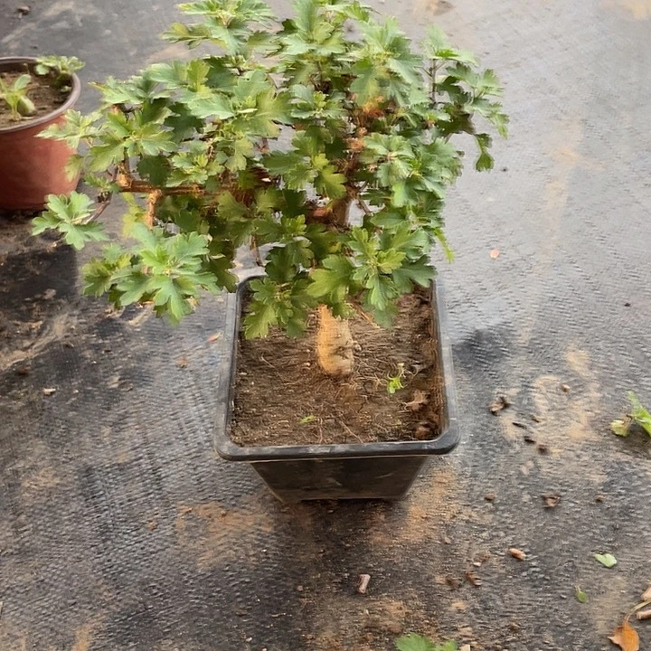 华****完全开放50菊花菊花菊花