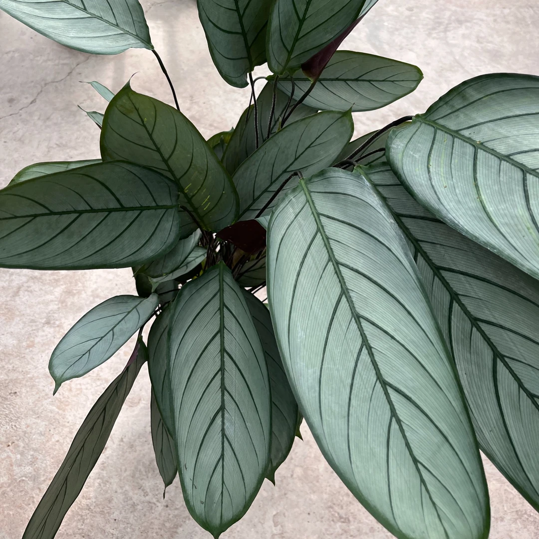 飞羽盆栽绿植室内客厅耐阴净化空气好养易活