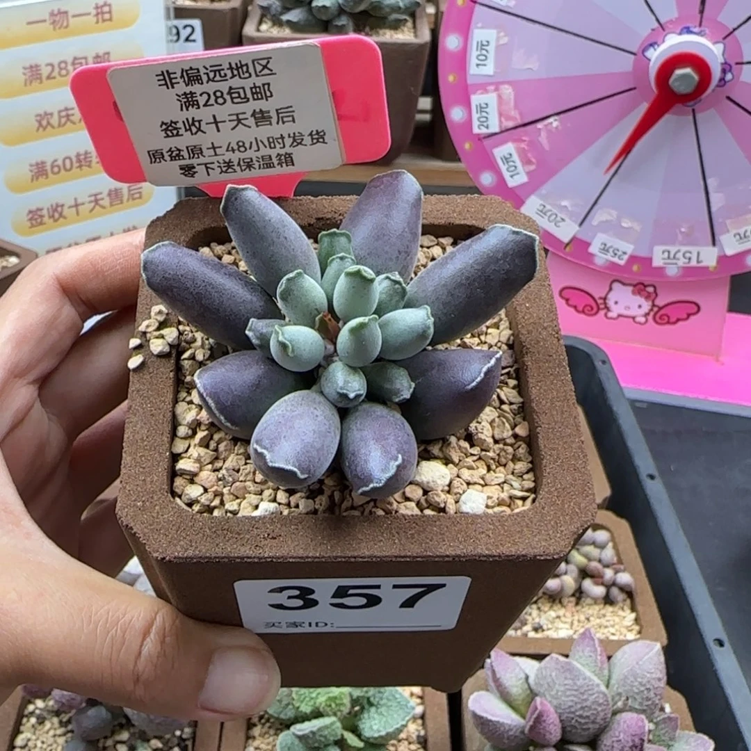 ****巫357艺妓海豹补差多肉