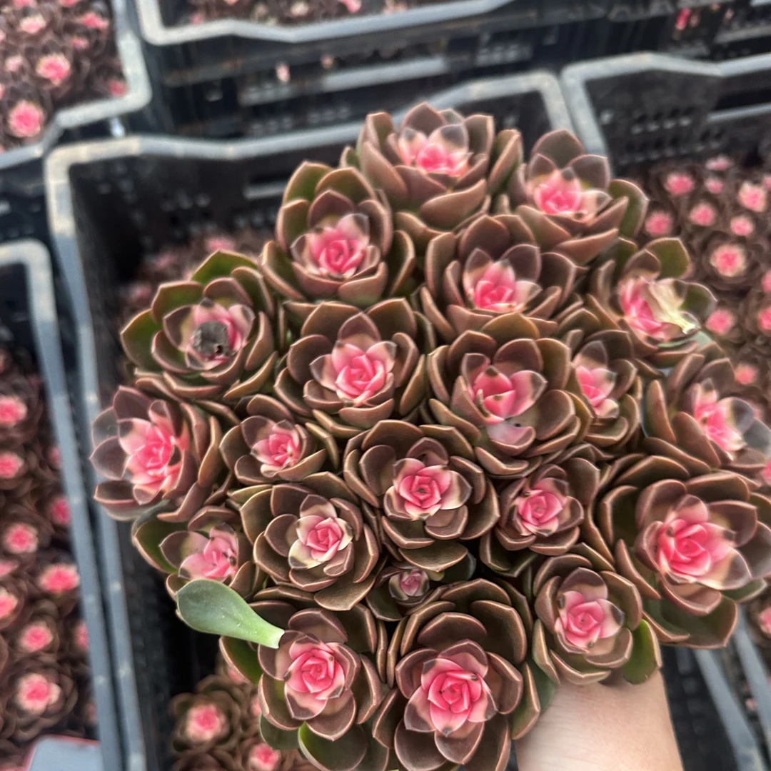 旧盆肉景天花盆绿植 透气简约耐用萌宠肉肉新手好养