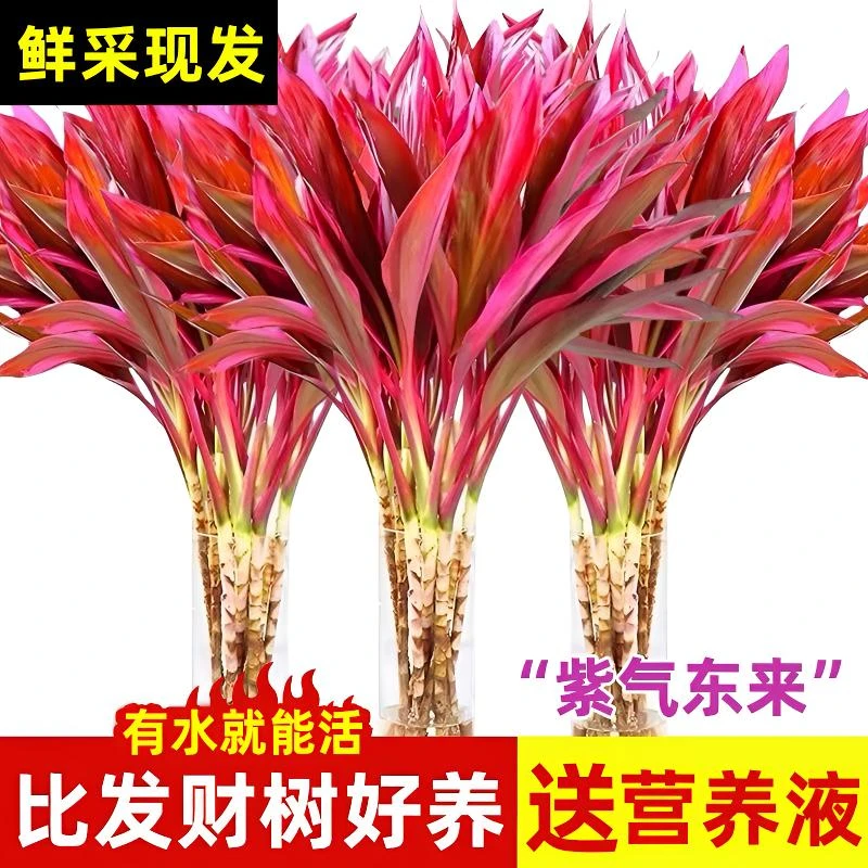 【鸿运紫竹】富贵竹水培植物粗杆水养绿植客厅招财竹室内富贵竹水养