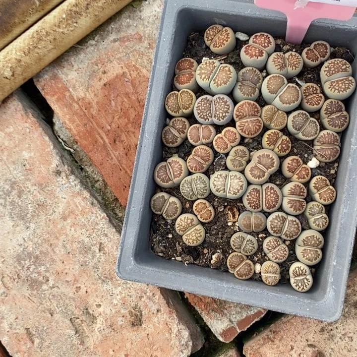简***福生石花等植物的生长726