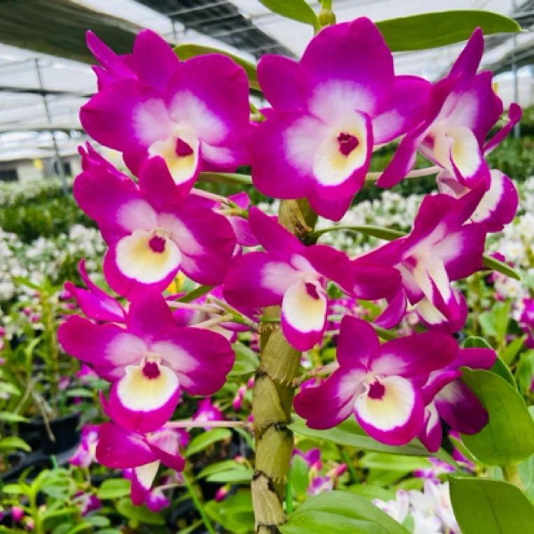 （春石斛）大兰梅，多枝花剑，介意消保勿拍（保苗不保花）