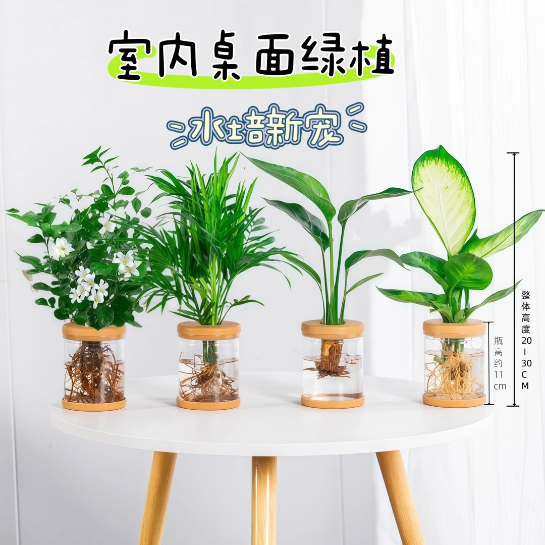 【买三送一】九里香天堂鸟椰子玛丽安高20~30cm水培植物室内绿植精