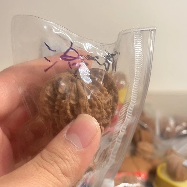 洛***洛桃核吊坠核桃福利