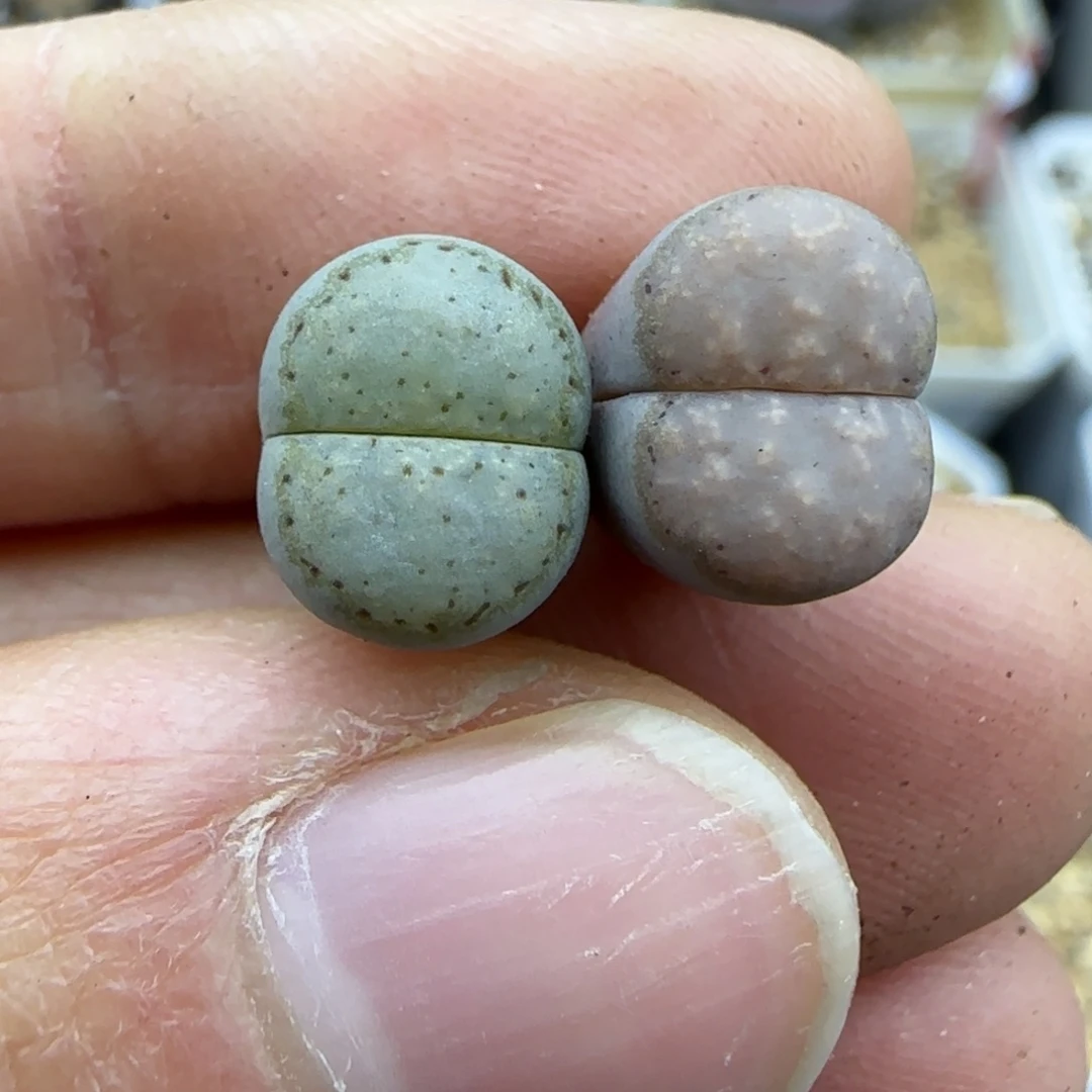 530福利一组大满窗饼干