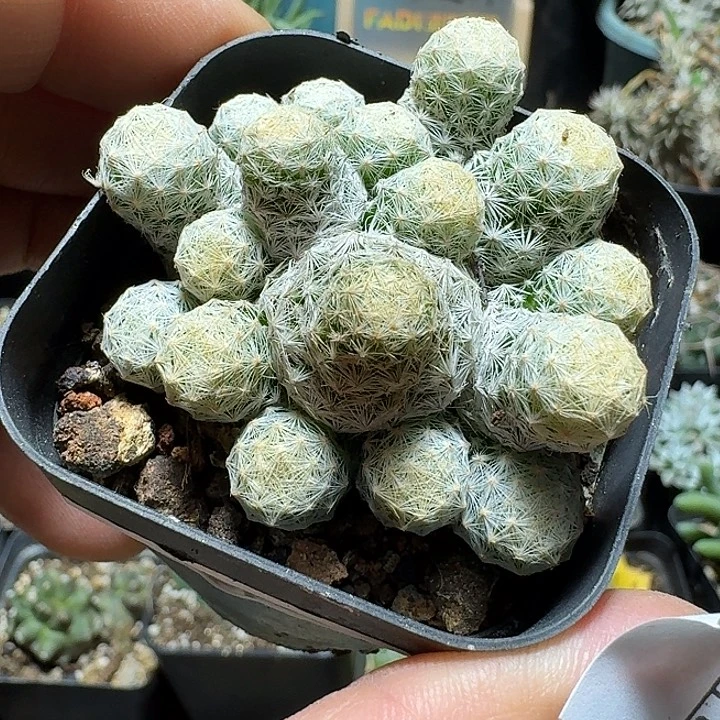 379姬春星脱土发货