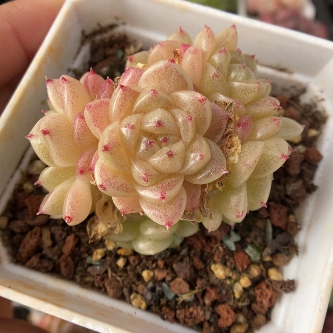 丽丽麦秆群生633号