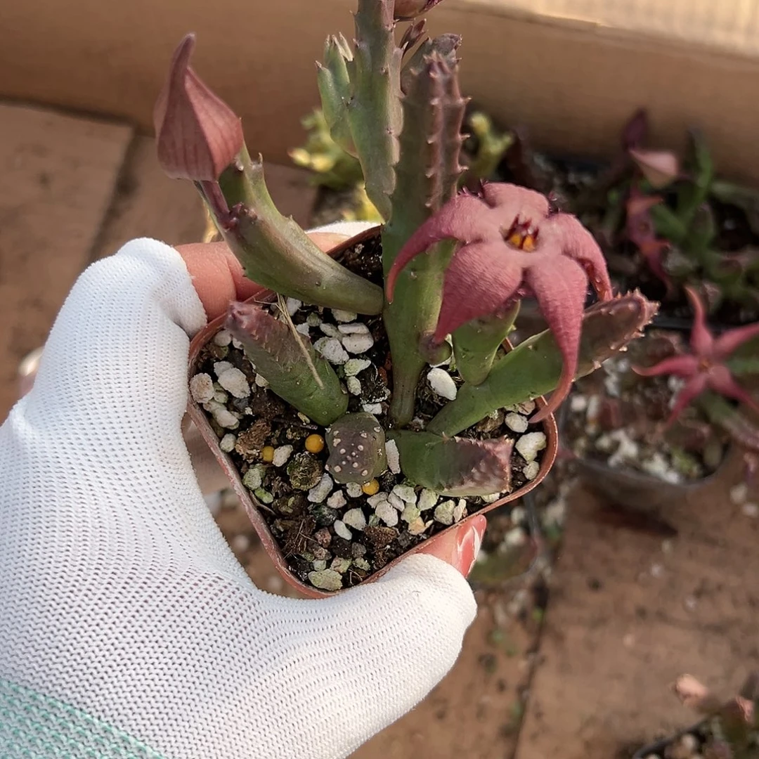 多肉植物多肉植物