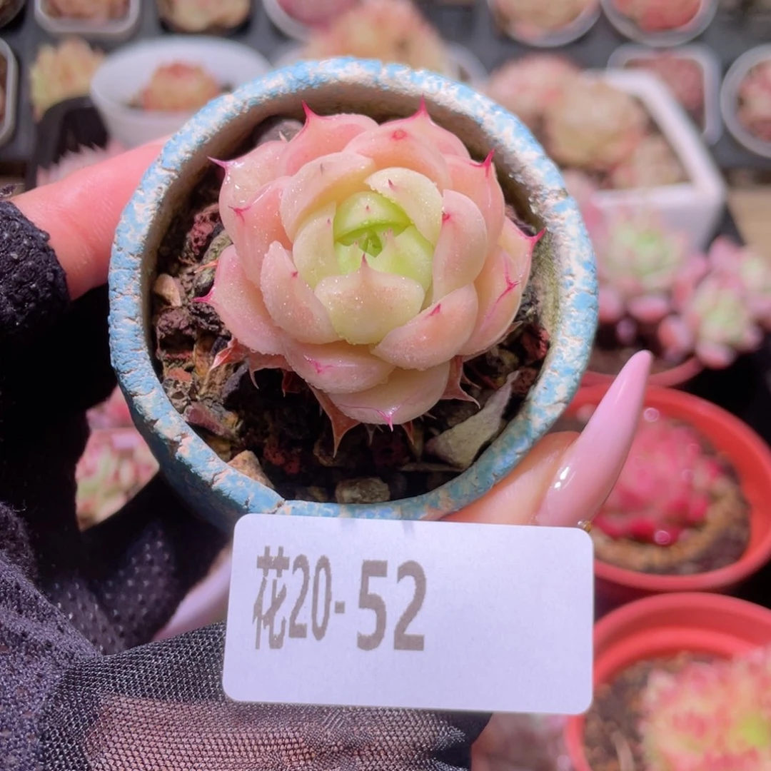 花利美20-52麦秆  不含盆