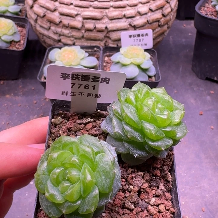 7761勋章一物一拍5cm盆