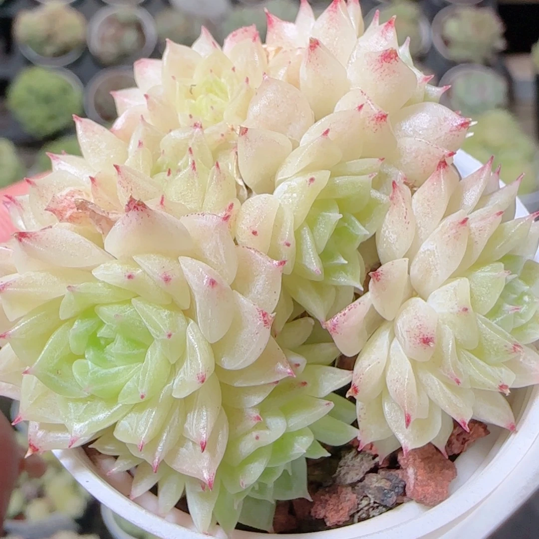 花语逸镜1028-538散