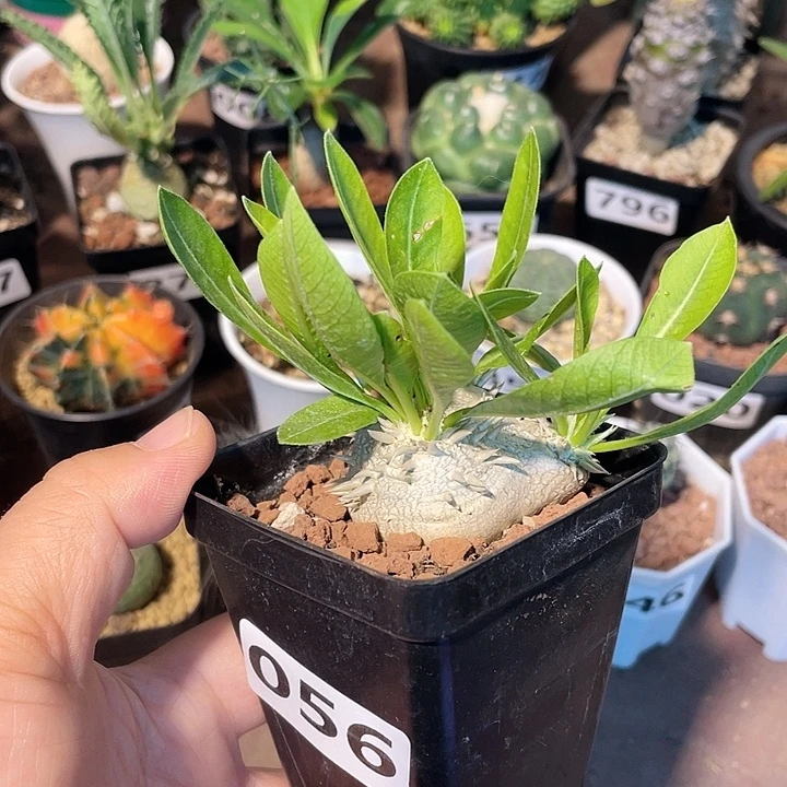 056惠比须笑块根，