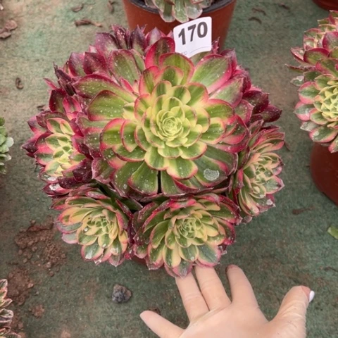 170海王手捧多肉，