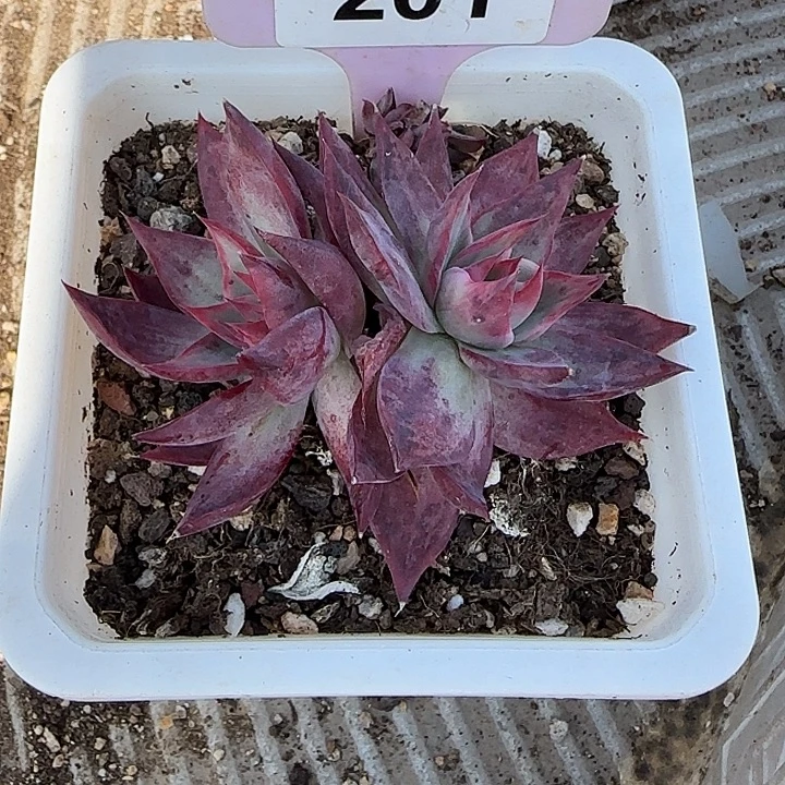 201 惊鸿仙子多肉植物7-9cm