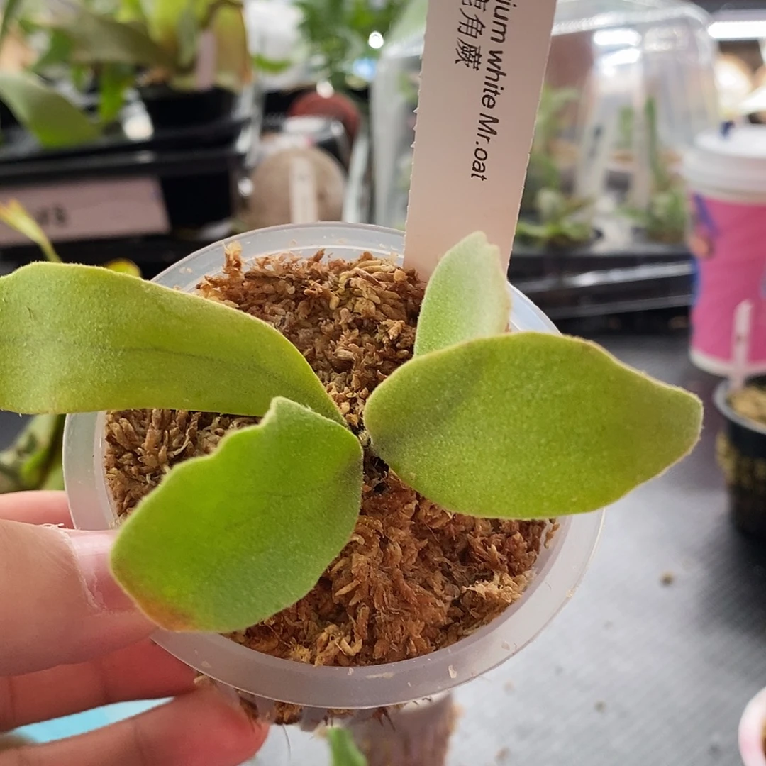 无花朵白燕麦哈哈哈哈哈