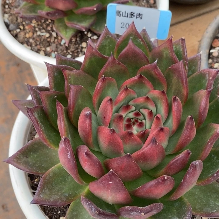 D209- 直播福利 摩根