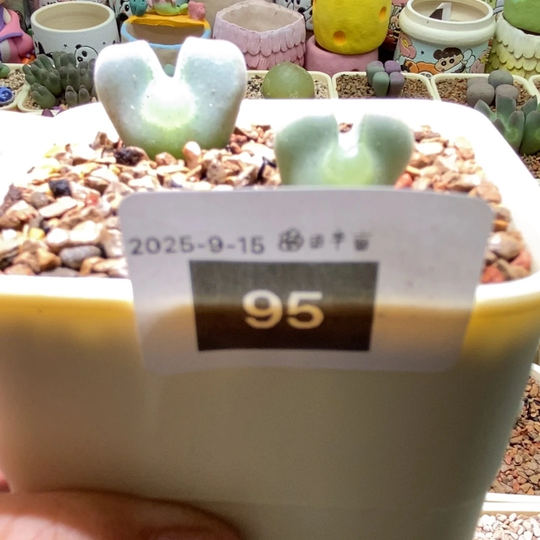 小***～好看好看空蝉95好看好看