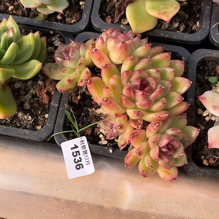 阿雅园艺。       1536