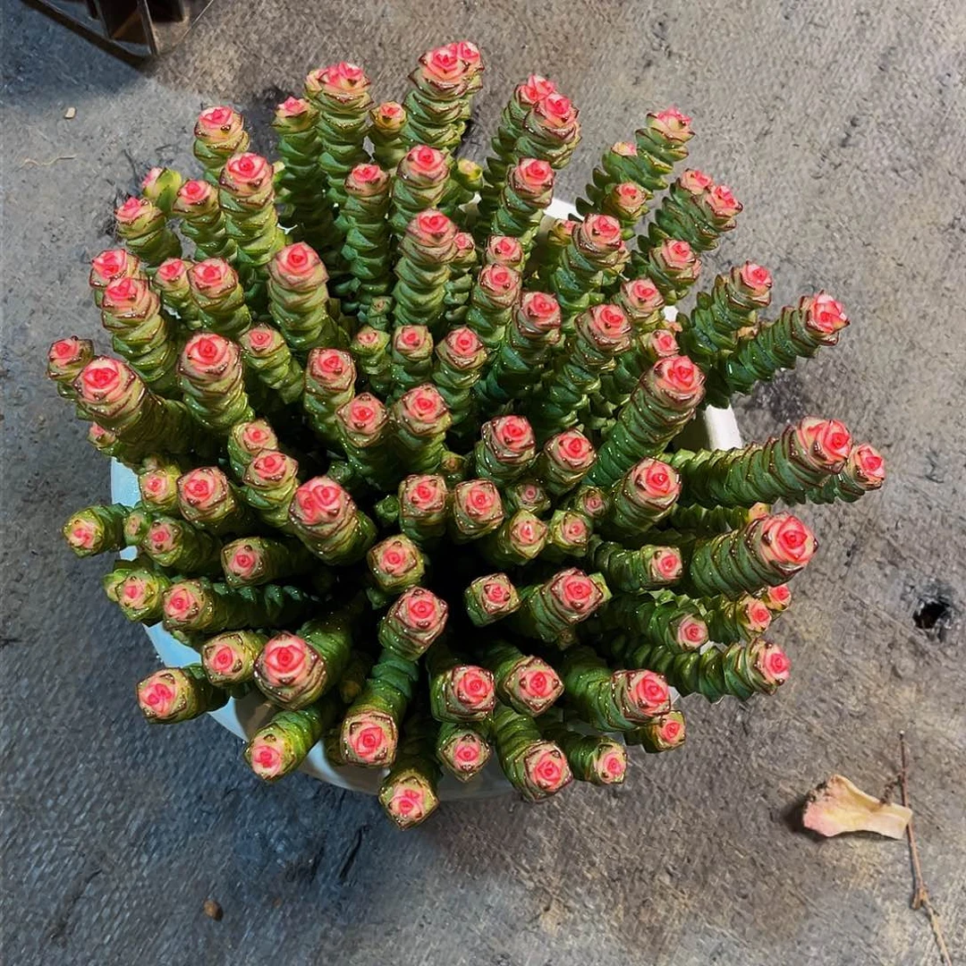 钱多多多肉 整群25.8