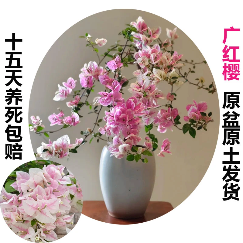 广红樱(三角梅)原生大苗四季开花老桩爬藤植物