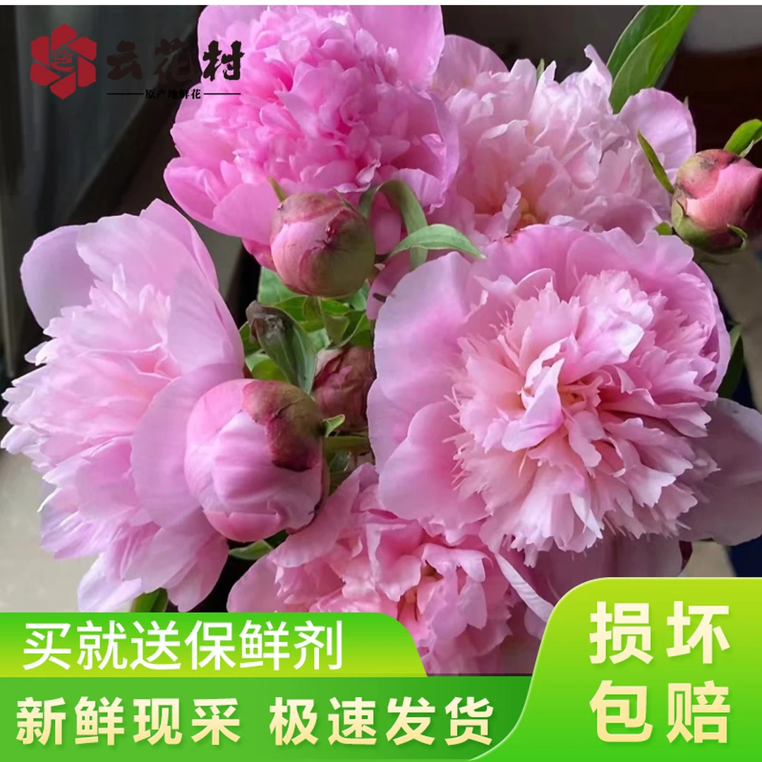 【新品福利】成都重瓣芍药生花苞发 【任意两件发顺丰京东】新鲜鲜花