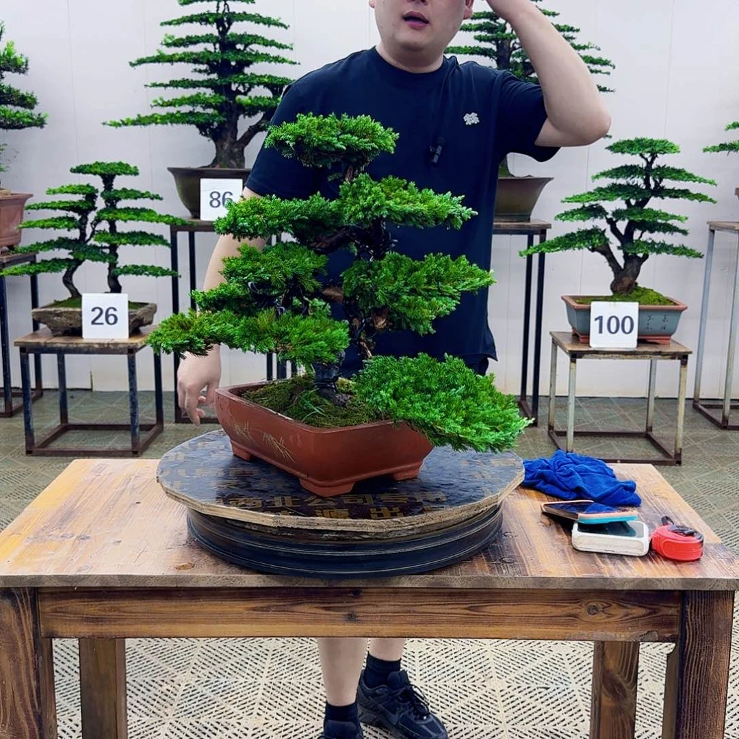 无花朵柏树造型盆景