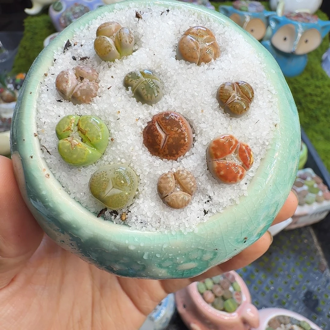 多肉植物福利冲738