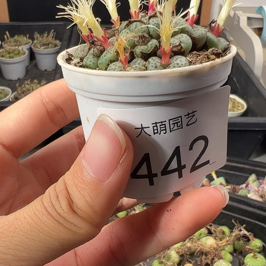 月***.一物一拍      微瑕442