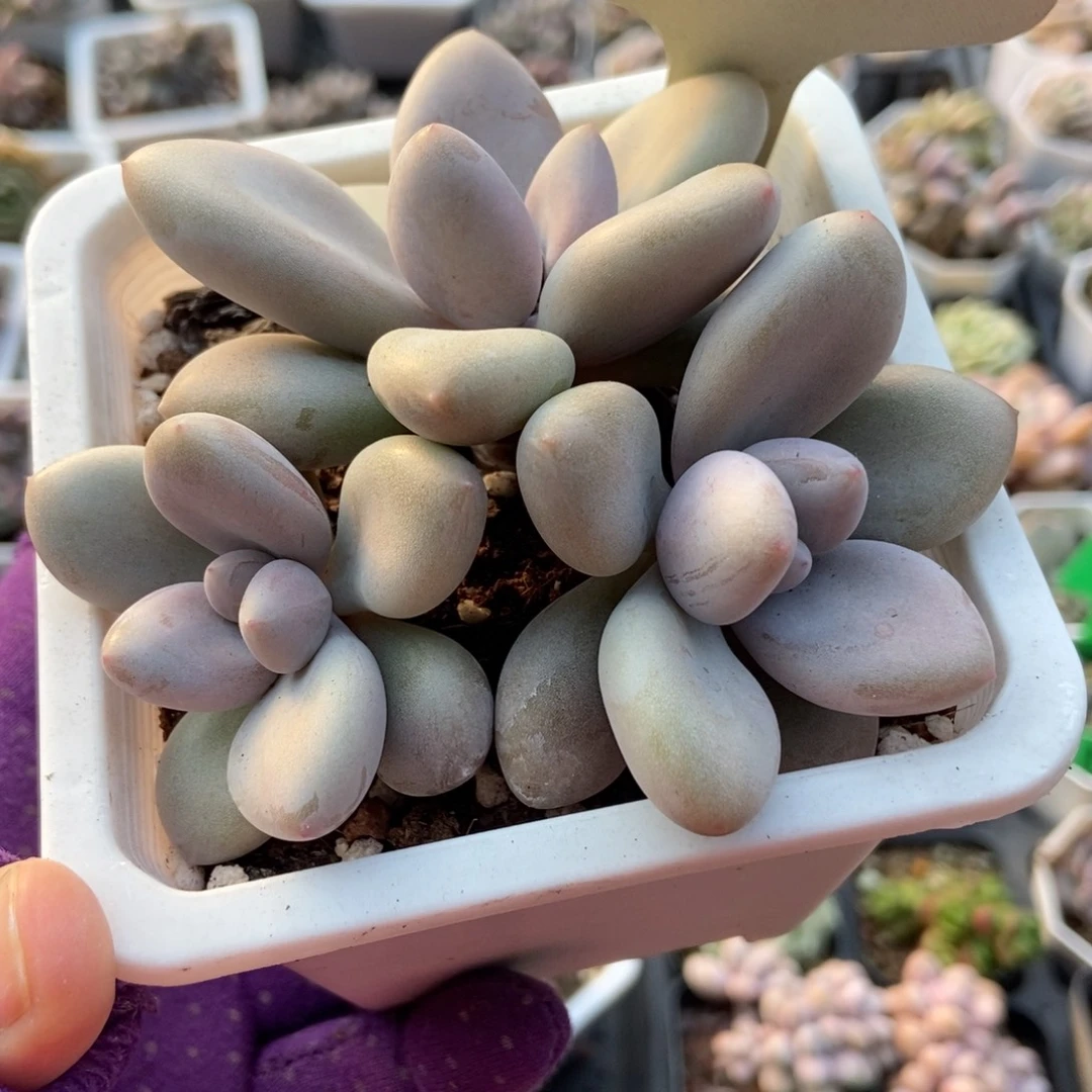 2038原始虞美人多肉