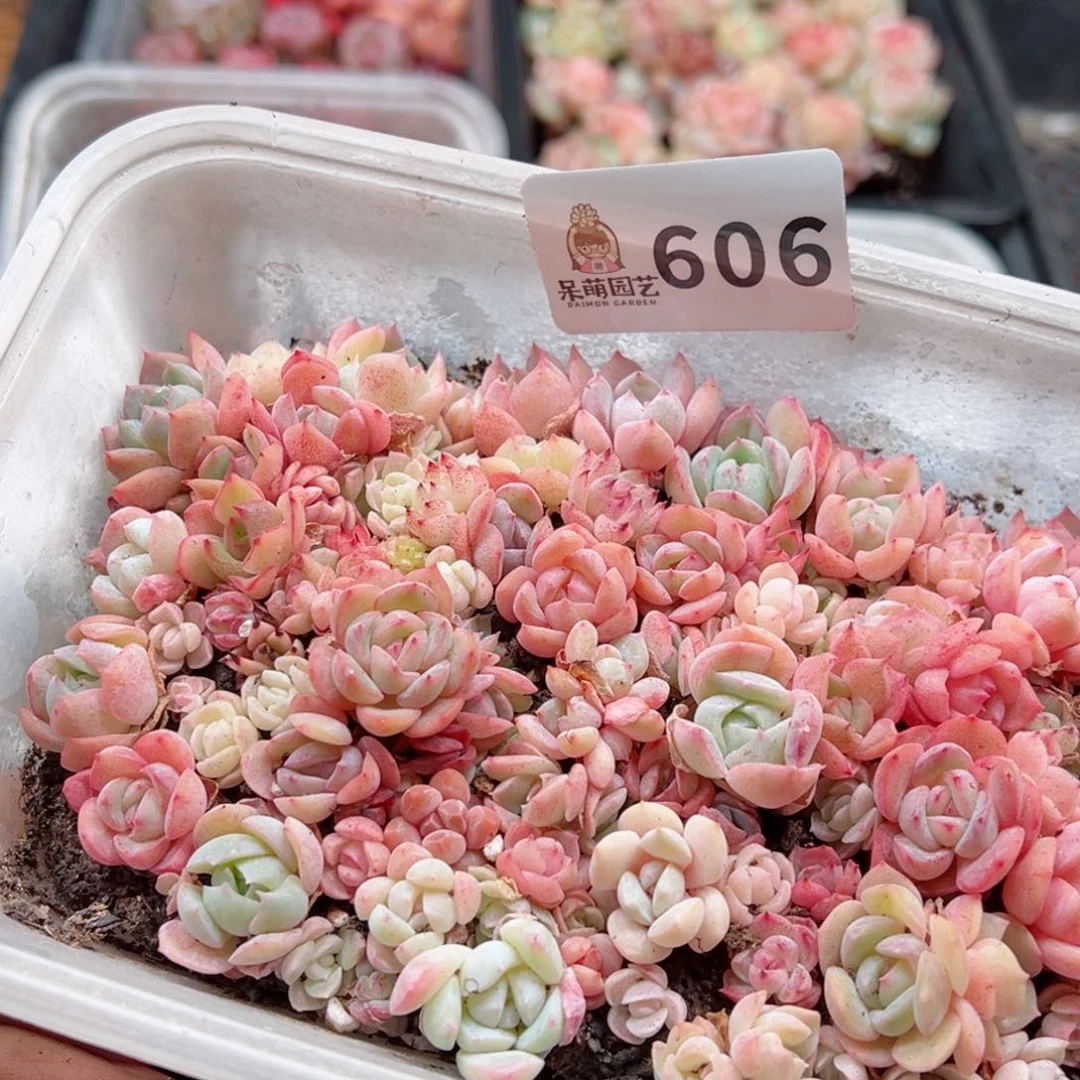 多肉植物多肉植物