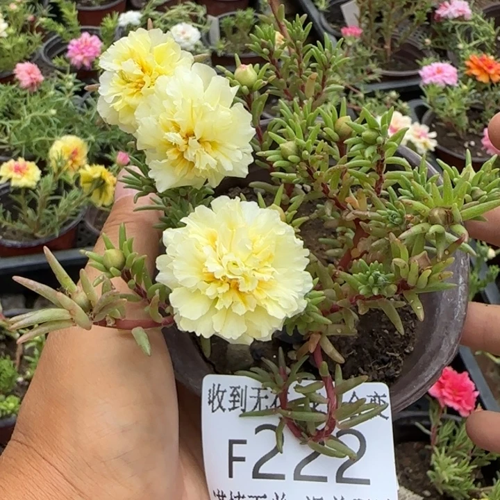 无花朵F222超小苗盆口10cm