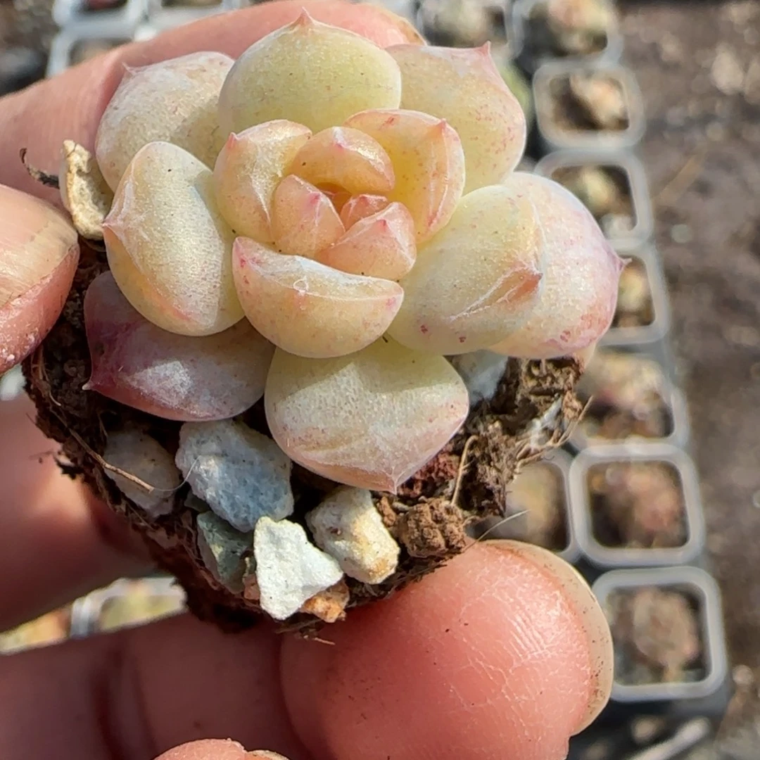 小卡拉米糖心一物一拍