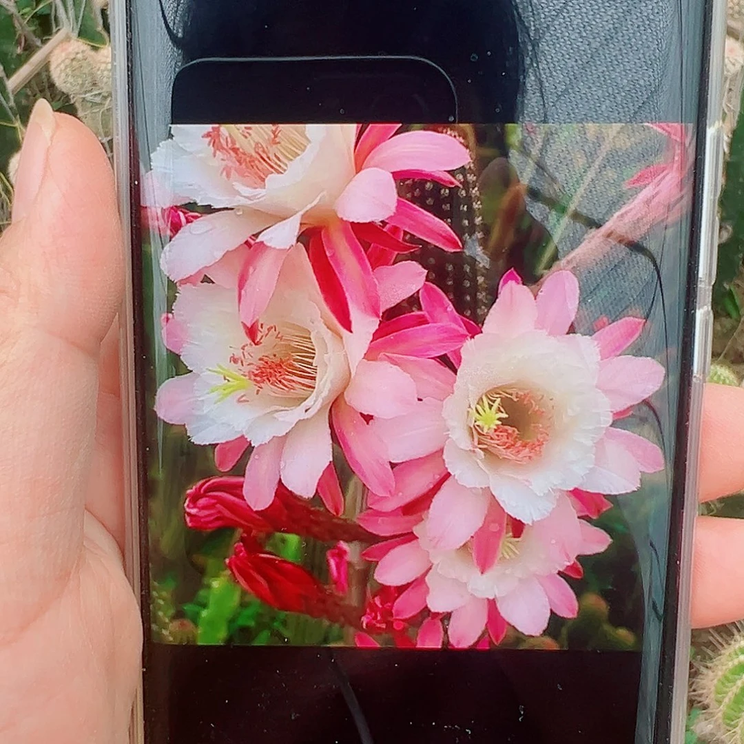 金妞卡布奇诺侧芽 20包邮