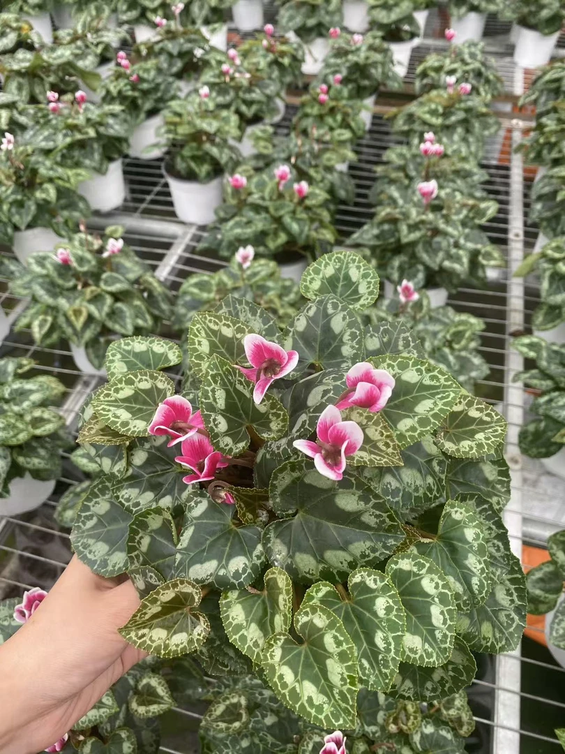 花购   仙客来  (一物一拍）   140盆