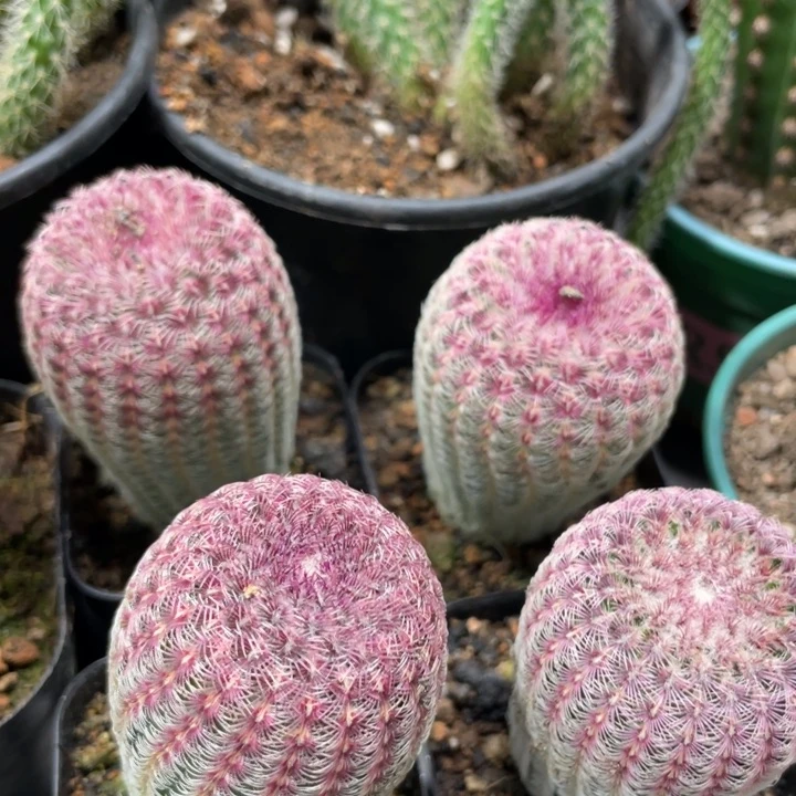 红太阳实生一个小精品7.88