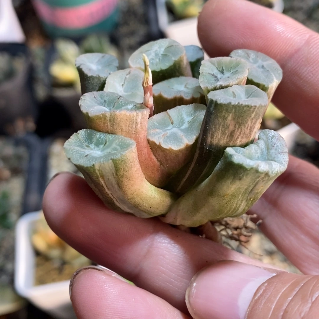 一颗万象锦 开播福利