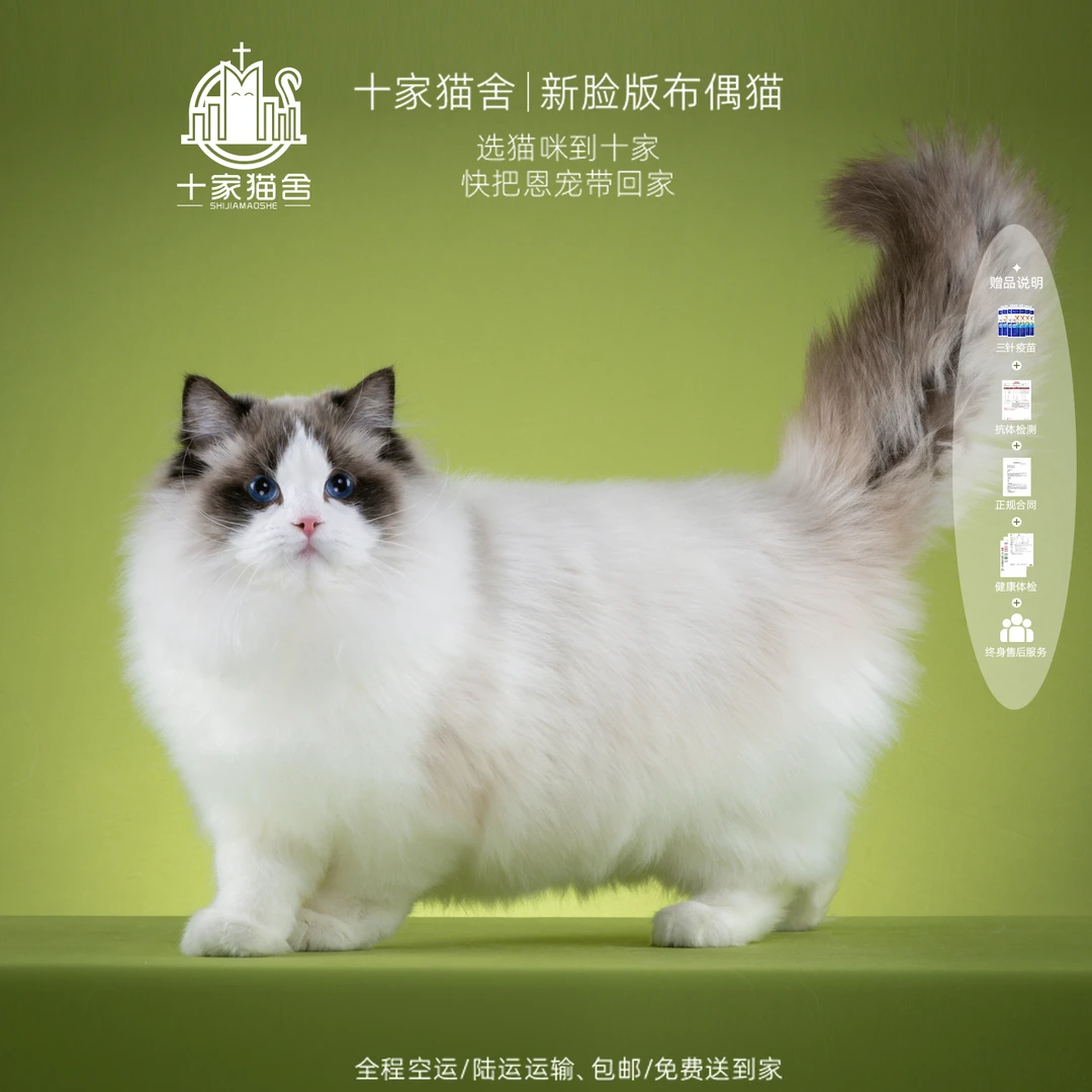 【十家猫舍】毛豆-弟弟 I新脸版布偶猫I猫咪活体