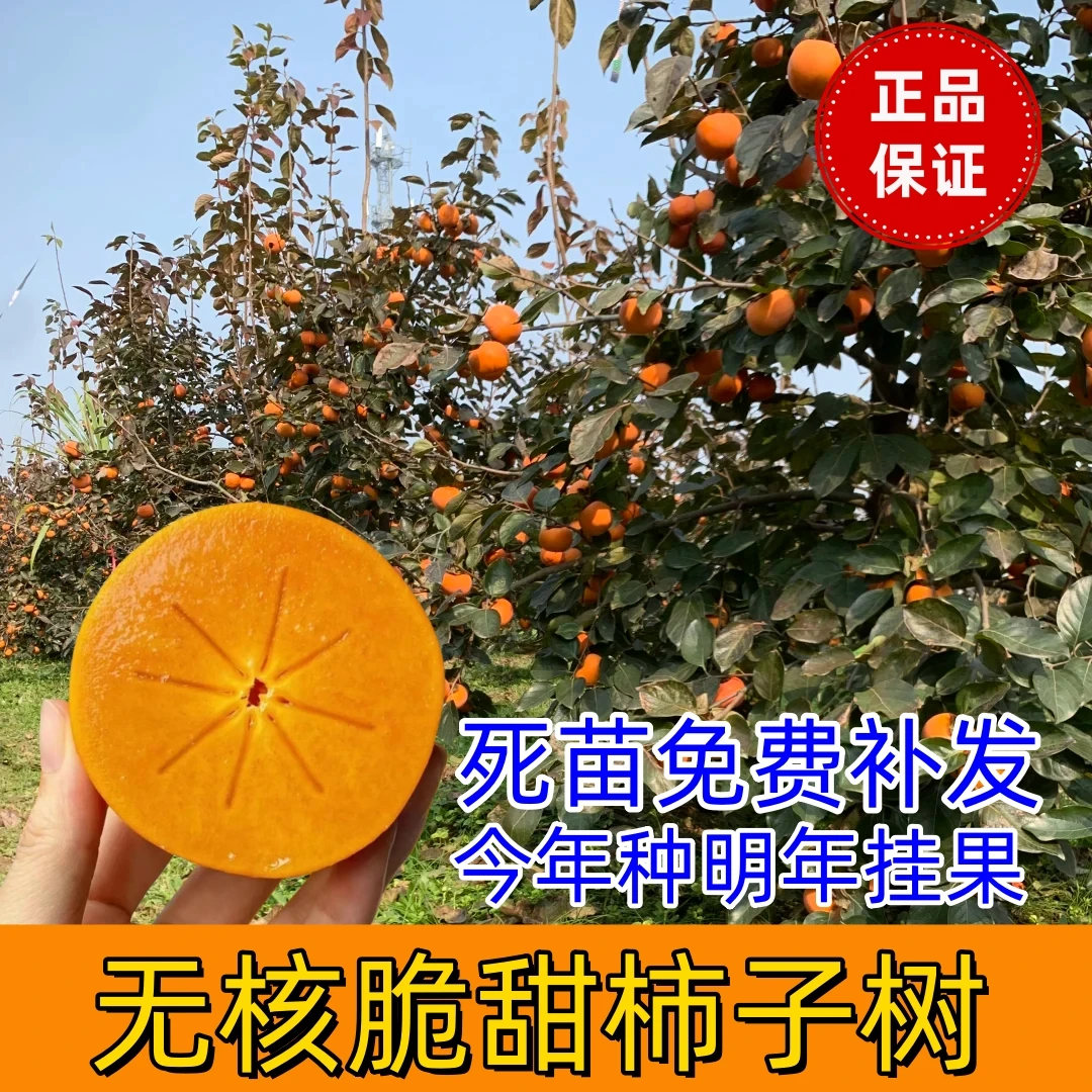 无核脆甜柿子树果苗嫁接庭院果树巧克力盆栽矮化耐寒地栽柿子树苗
