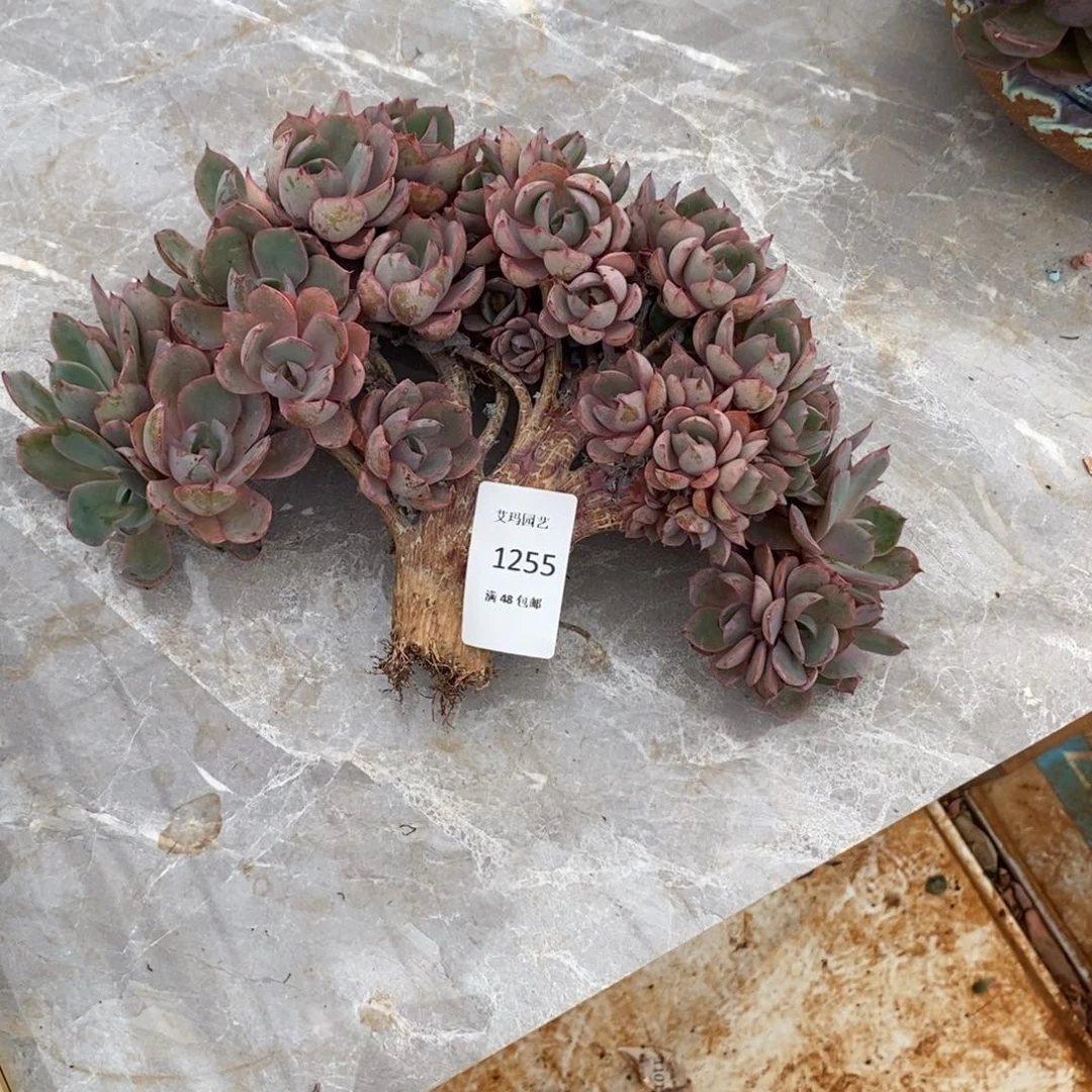 花*贝赫拉朵朵多肉多肉微瑕255