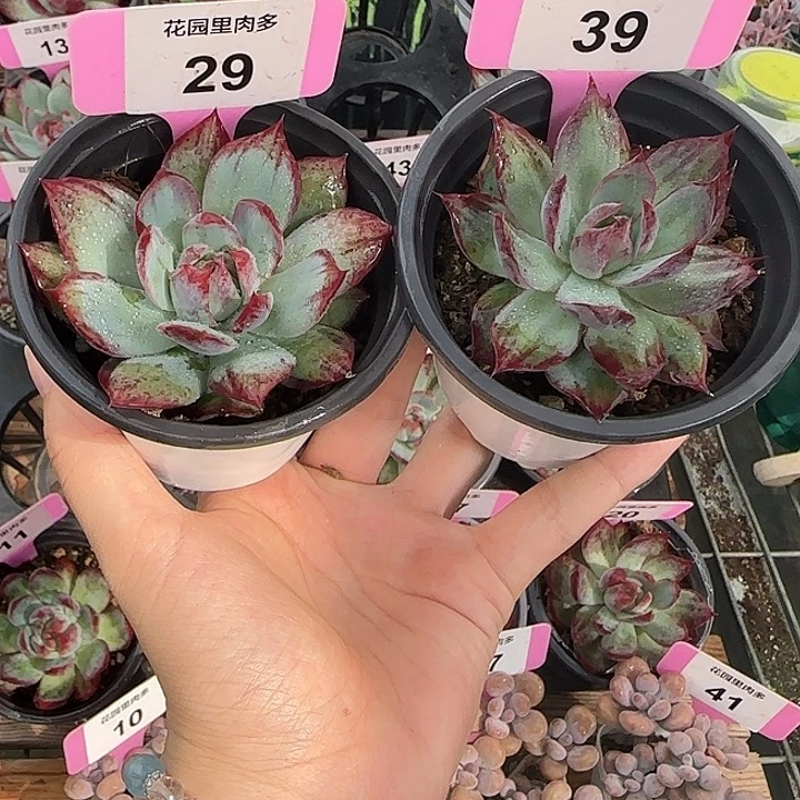 29、39 惊鸿仙子多肉植物