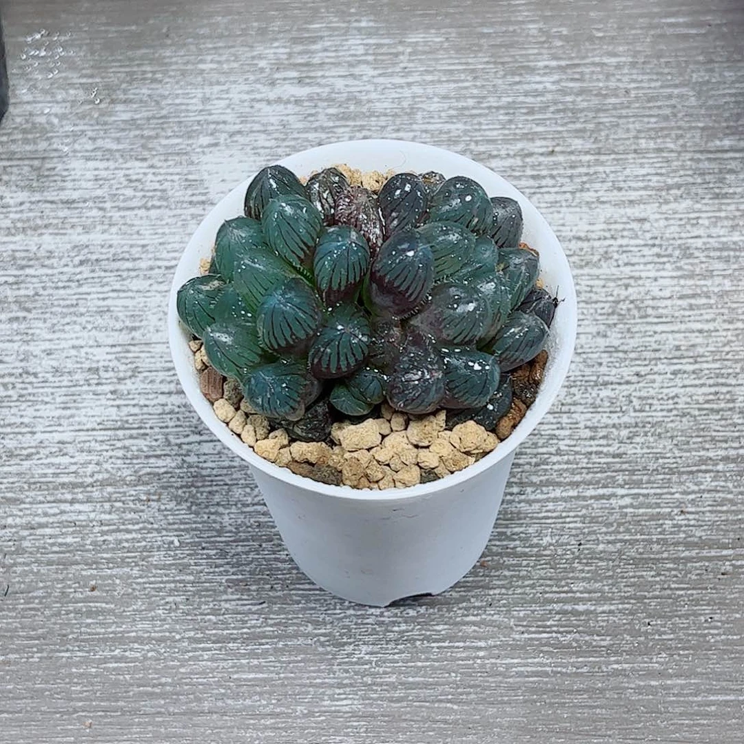 赤线玉露多肉一勿一拍