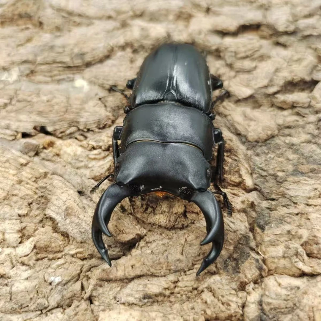 中华大扁锹锹甲中华大扁成虫甲虫宠物昆虫饲养小昆虫宠物
