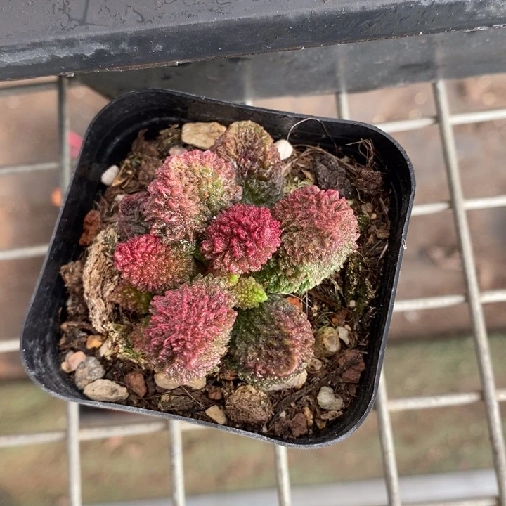 伯克利和格兰的故事是一