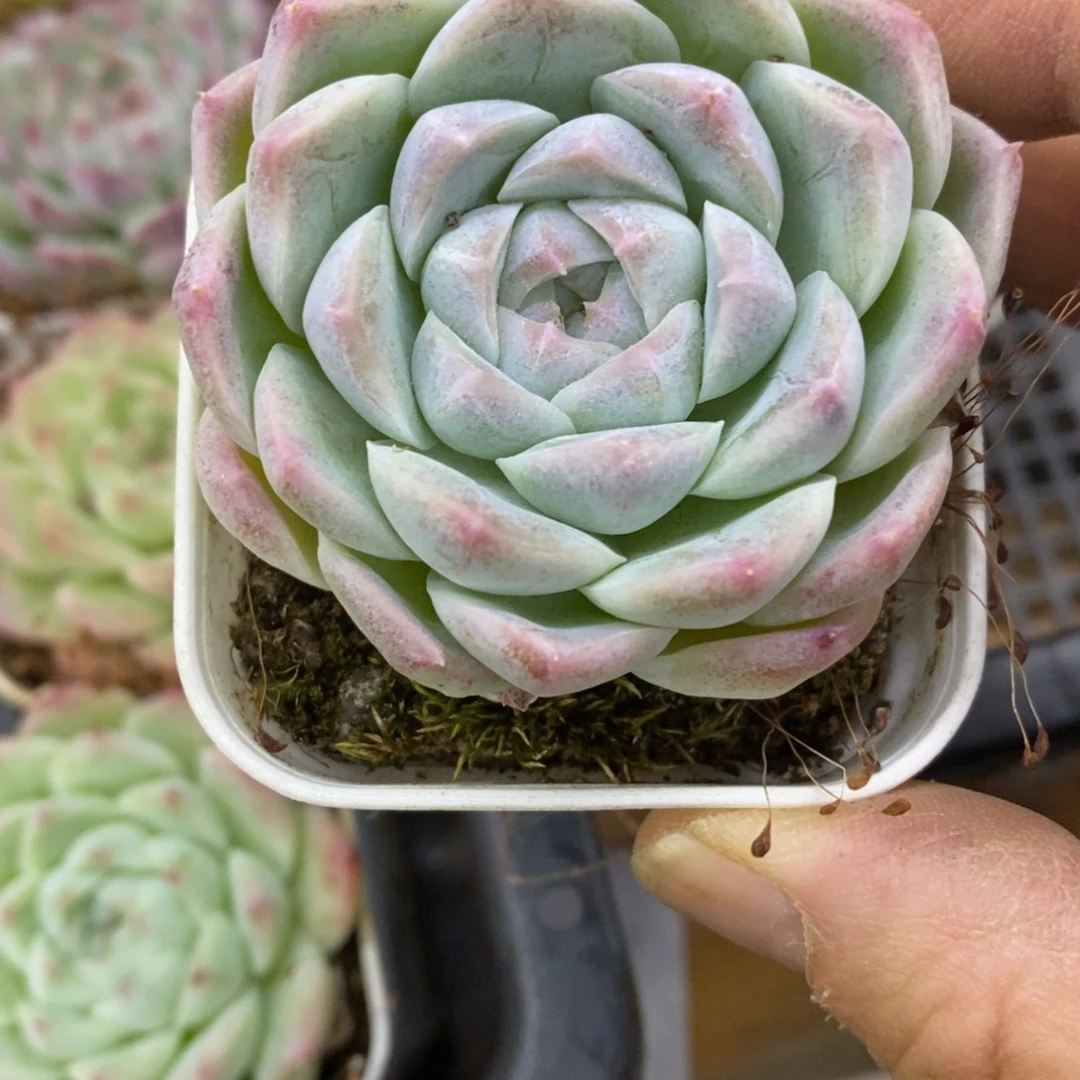 精品多肉一物一拍不包整405