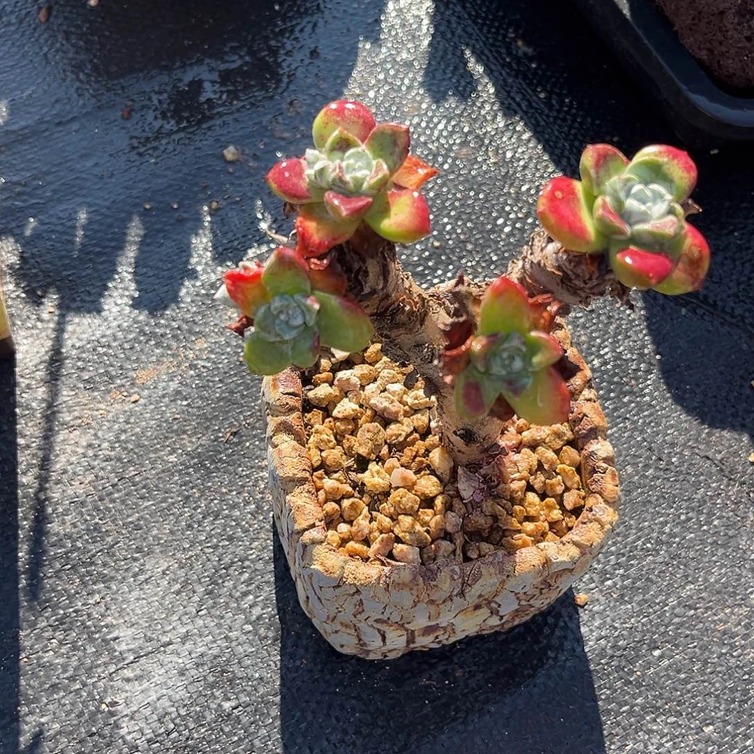 小鹿多肉一物一拍