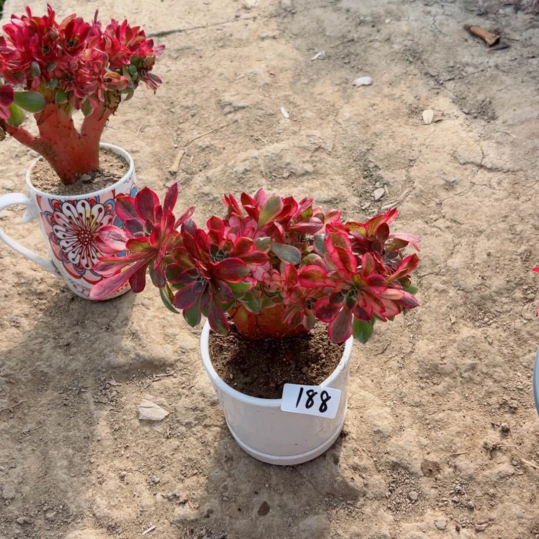 莹***奶188黑魔锦缀化朵朵多肉植物